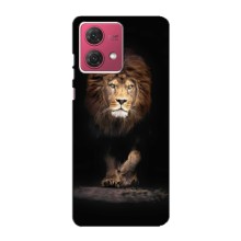 Чохол з картинкою ЛЕВ для Motorola MOTO G84 (VPrint) (Лев)
