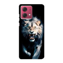 Чохол з картинкою 'Хижаки' для Motorola MOTO G84 – Лев