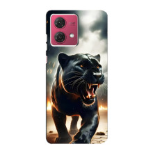 Чохол з картинкою 'Хижаки' для Motorola MOTO G84 – Пантера