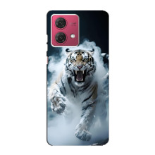 Чохол з картинкою 'Хижаки' для Motorola MOTO G84 – Тигр