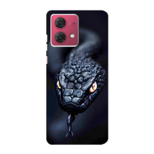 Чохол з картинкою 'Хижаки' для Motorola MOTO G84 – Змія