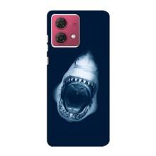 Силіконовий бампер з картинкою звірів для Motorola MOTO G84 (Пащу Акули)