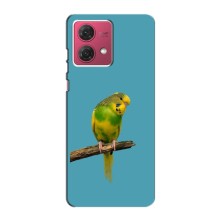 Силиконовый чехол с птичкой на Motorola MOTO G84 (Попугайчик)