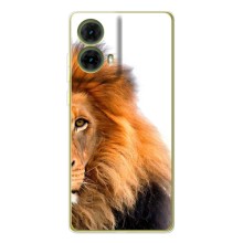 Чехлы с картинками животных Motorola MOTO G85 (Лев грива)