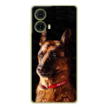 Чехлы с картинками животных Motorola MOTO G85 (Овчарка)
