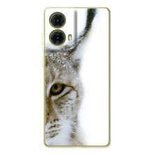 Чехлы с картинками животных Motorola MOTO G85 (Рысь)