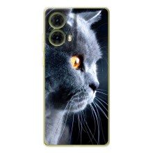 Чехлы с Котиками для Motorola MOTO G85 (VPrint) (Серый Кот)