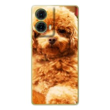Чехлы с собаками для Motorola MOTO G85 (VPrint) (Щенок Бишон)
