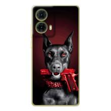 Чохол ДОБЕРМАН  для Motorola MOTO G85 – Доберман злий