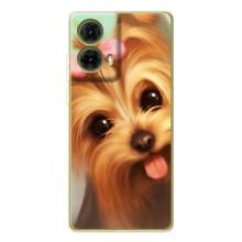 Чохол (ТПУ) Милі песики для Motorola MOTO G85 (Йоркширський тер'єр)