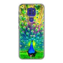 Чохол з пташками на Motorola MOTO G9 Play (VPrint) (Яскравий Павлин)