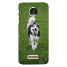 Чохол з Хаскі Motorola Moto Z - (AlphaPrint) (Радісний Хаскі)