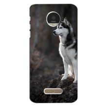 Чохол з Хаскі Motorola Moto Z - (AlphaPrint) (Вірний собака)