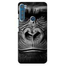 Чехлы с Горилой на Мото Фюжен Плю – Черная обезьяна