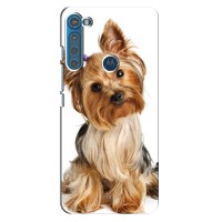 Чехол (ТПУ) Милые собачки для Motorola One Fusion Plus – Собака Терьер