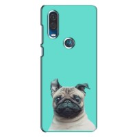 Бампер для Motorola One Vision с картинкой "Песики" – Собака Мопс