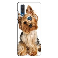 Чехол (ТПУ) Милые собачки для Motorola One Vision – Собака Терьер