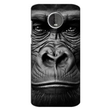 Чехлы с Горилой на Мото Z4 – Черная обезьяна