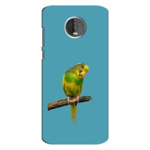 Силіконовий бампер з птичкою на Motorola Z4 – Попугайчик