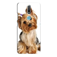 Чехол (ТПУ) Милые собачки для Nokia 2.4 – Собака Терьер