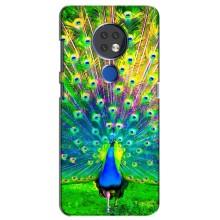 Чохол з пташками на Nokia 6.2 (2019) (VPrint) (Яскравий Павлин)