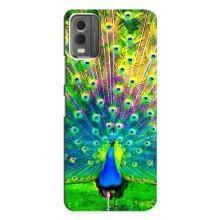 Чехол с птицами на Nokia C32 (VPrint) (Яркий Павлин)