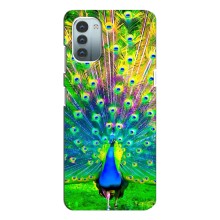 Чохол з пташками на Nokia G11 (VPrint) (Яскравий Павлин)