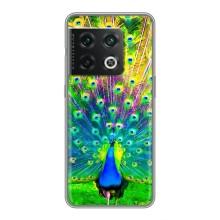 Чехол с птицами на OnePlus 10 Pro (VPrint) (Яркий Павлин)