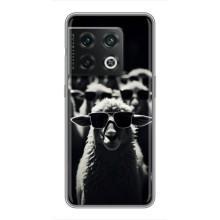 Чохол з принтом стильні тварини для ВанПлюс 10 Про (Овечка в окулярах)