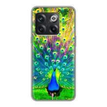 Чехол с птицами на OnePlus 10T (VPrint) (Яркий Павлин)