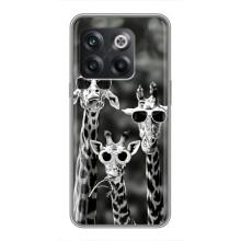 Силиконовый чехол с КАРТИНКАМИ лето для OnePlus 10T (AlphaPrint) – Жирафы в очках