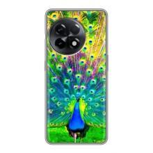 Чехол с птицами на OnePlus 11 Pro (VPrint) (Яркий Павлин)