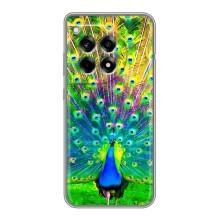 Чехол с птицами на OnePlus 12 Pro (VPrint) (Яркий Павлин)