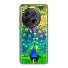 Чохол з пташками на OnePlus 12 (VPrint) (Яскравий Павлин)