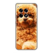 Чехлы с собаками для OnePlus 12R (VPrint) (Щенок Бишон)