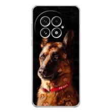 Чехлы с картинками животных OnePlus 13 (Овчарка)