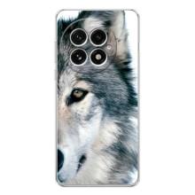 Чехлы с картинками животных OnePlus 13 (Волк)