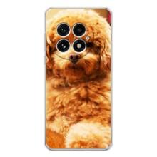 Чохли з собаками для OnePlus 13 (VPrint) (Цуценя Бішон)