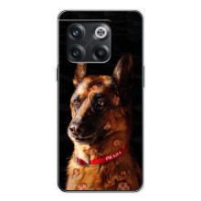 Чехлы с картинками животных OnePlus 13s (Овчарка)