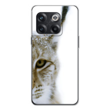 Чехлы с картинками животных OnePlus 13s (Рысь)