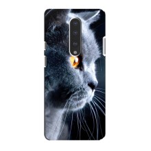 Чехлы с Котиками для OnePlus 7 (VPrint) (Серый Кот)