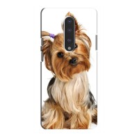 Чехол (ТПУ) Милые собачки для OnePlus 7 – Собака Терьер