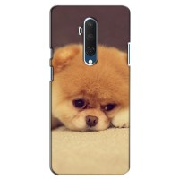 Чехол (ТПУ) Милые собачки для OnePlus 7T Pro – Померанский шпиц