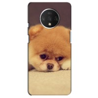 Чехол (ТПУ) Милые собачки для OnePlus 7T (Померанский шпиц)