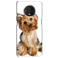 Чехол (ТПУ) Милые собачки для OnePlus 7T (Собака Терьер)