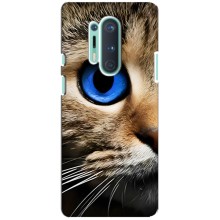 Чехлы с Котиками для OnePlus 8 Pro (VPrint) (Глаз кота)