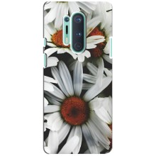 Чохол з ромашками на OnePlus 8 Pro (Квіти Ромашки)