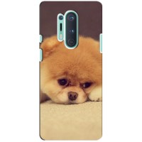 Чехол (ТПУ) Милые собачки для OnePlus 8 Pro (Померанский шпиц)