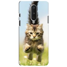 Чехлы с Котиками для OnePlus 8 (VPrint) (Прыжок кота)