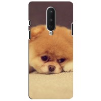 Чехол (ТПУ) Милые собачки для OnePlus 8 – Померанский шпиц
